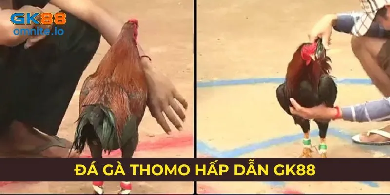Đá gà Thomo kịch tính, gay cấn trong từng ván đấu