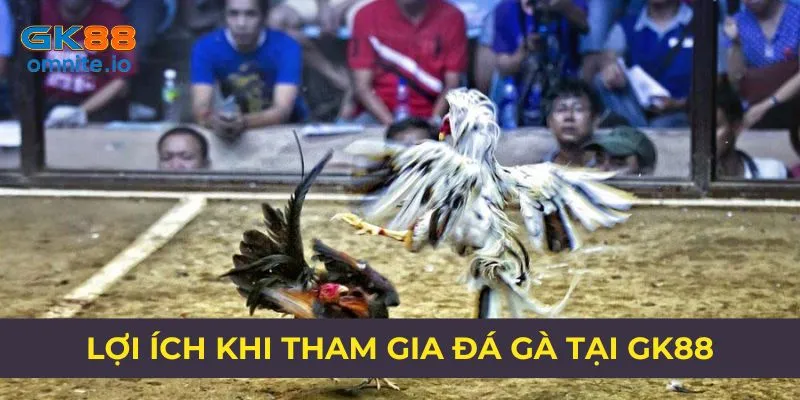 Lợi ích hấp dẫn không thể bỏ qua khi chơi đá gà tại GK88